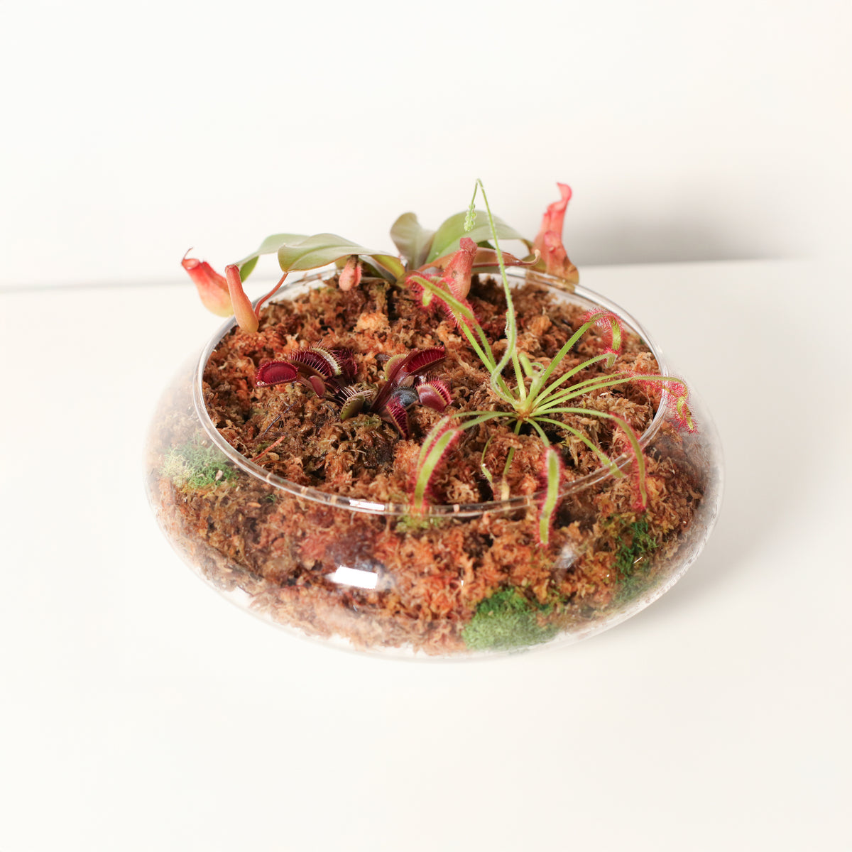 Carnivorous Bog terrarium