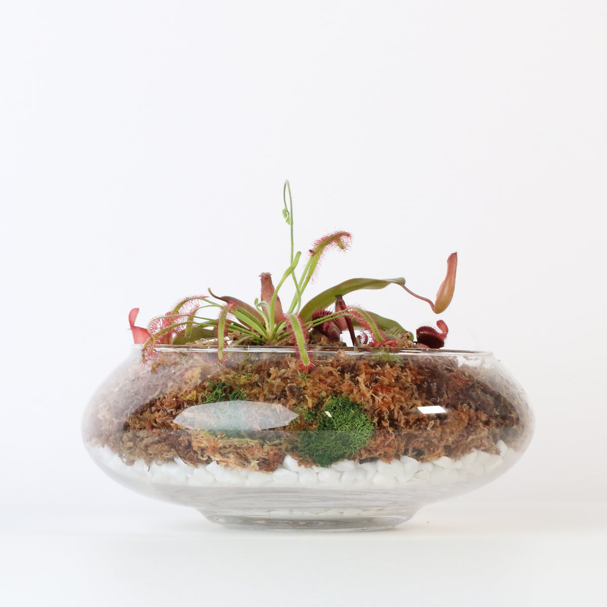 Carnivorous Bog terrarium