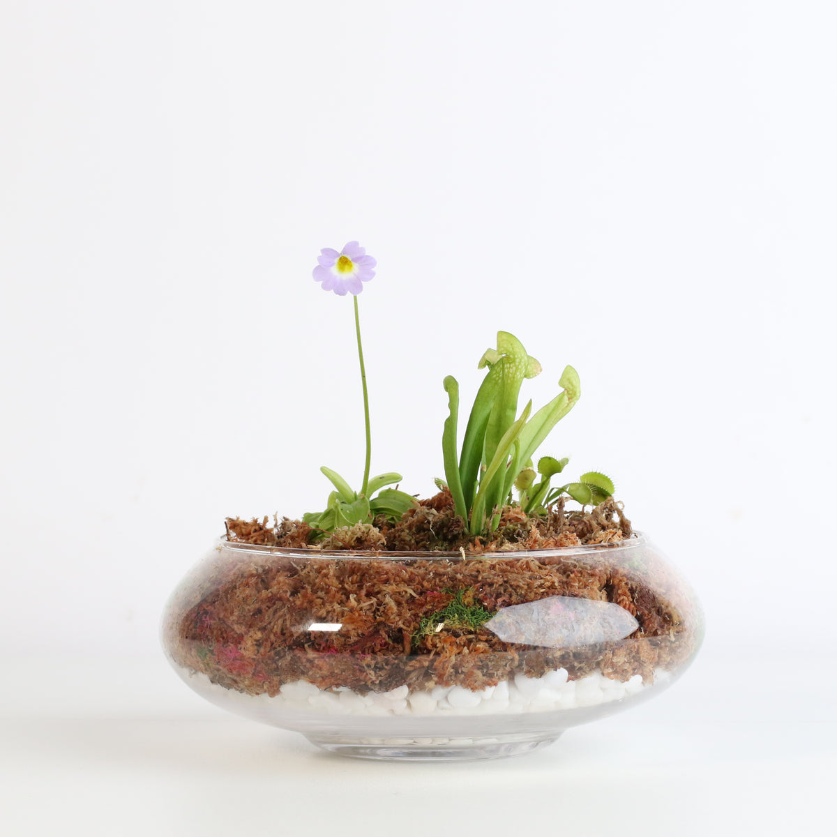 Carnivorous Bog terrarium