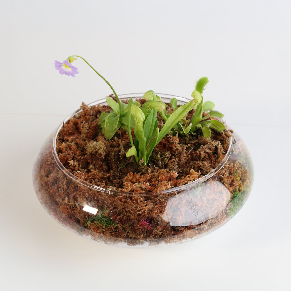 Carnivorous Bog terrarium