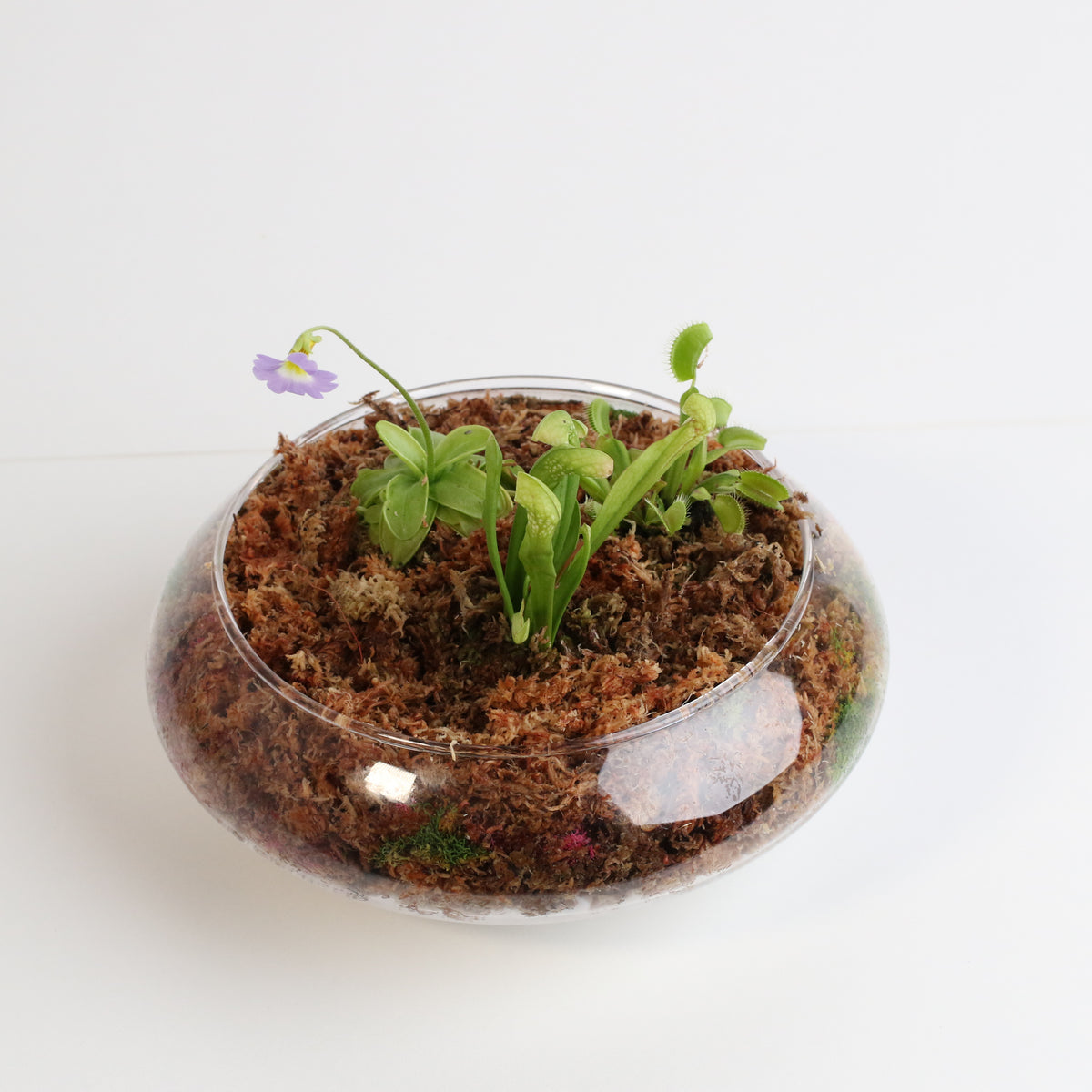 Carnivorous Bog terrarium