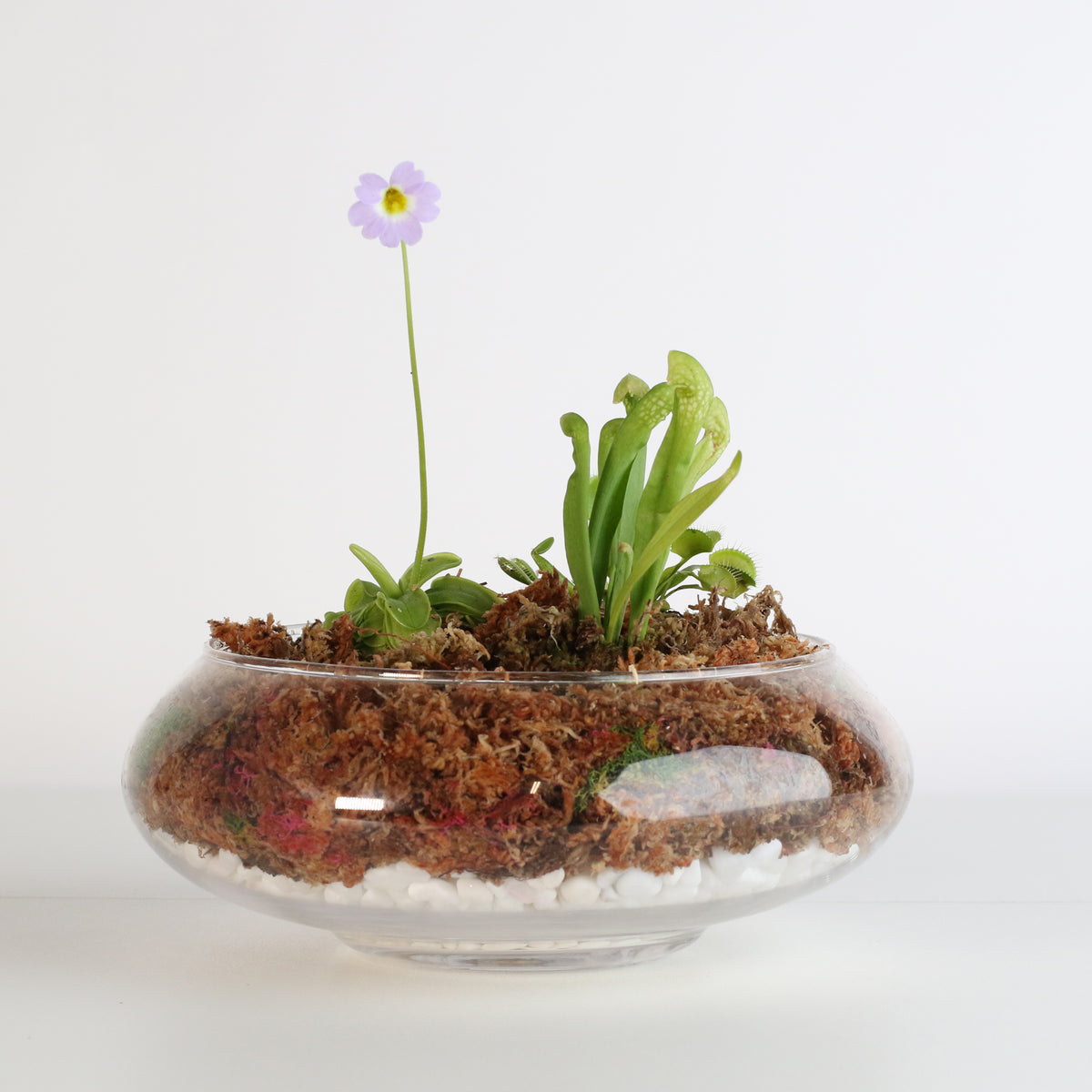 Carnivorous Bog terrarium