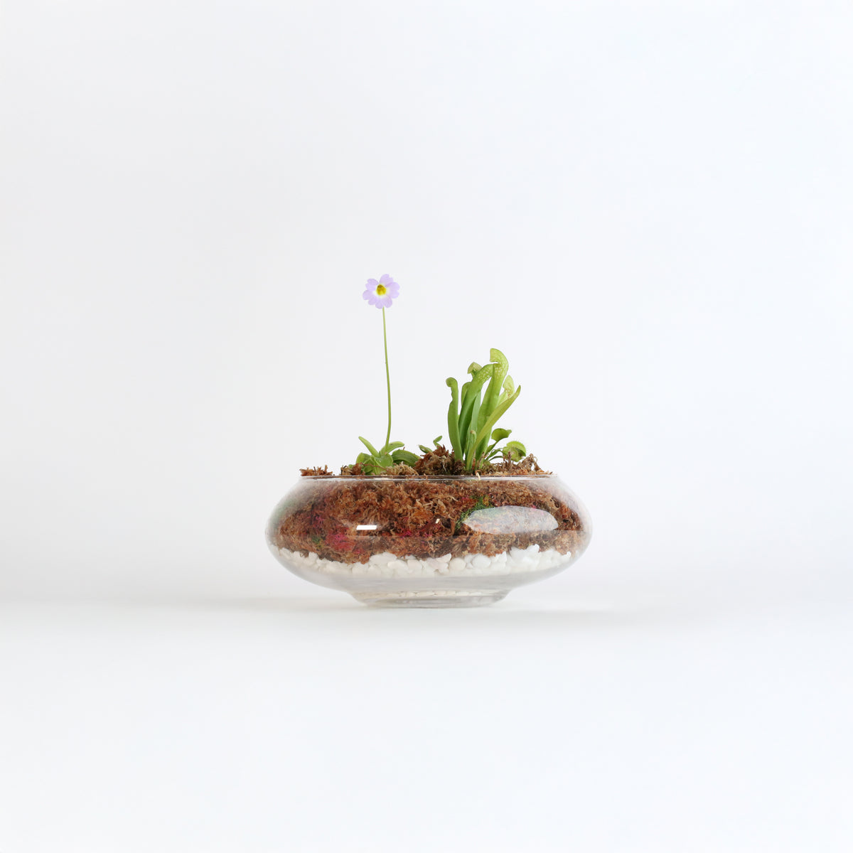Carnivorous Bog terrarium