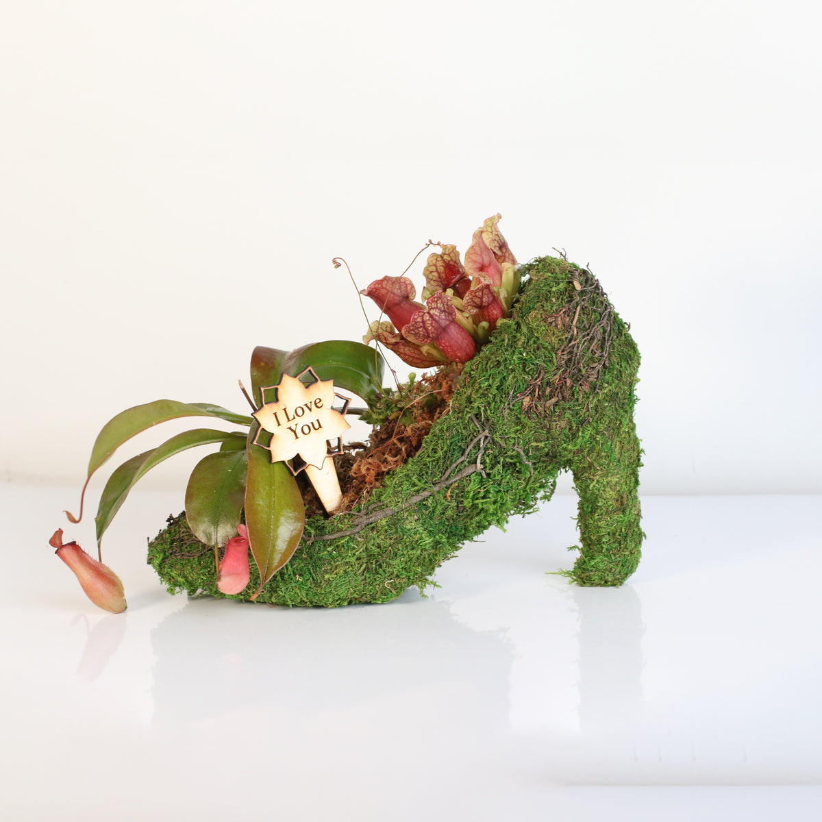 Carnivorous Chic in Heels Kit -DIY