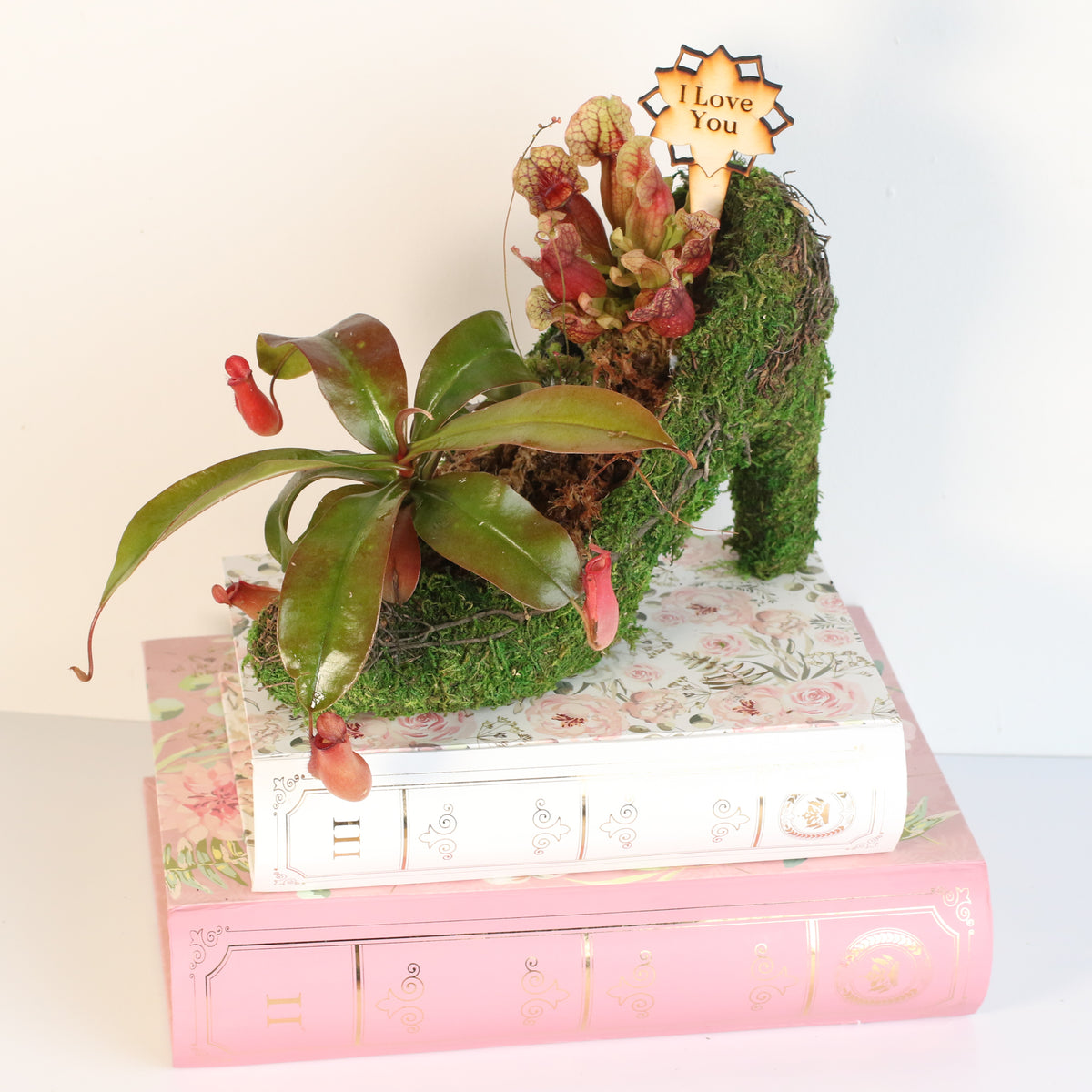 Carnivorous Chic in Heels Kit -DIY