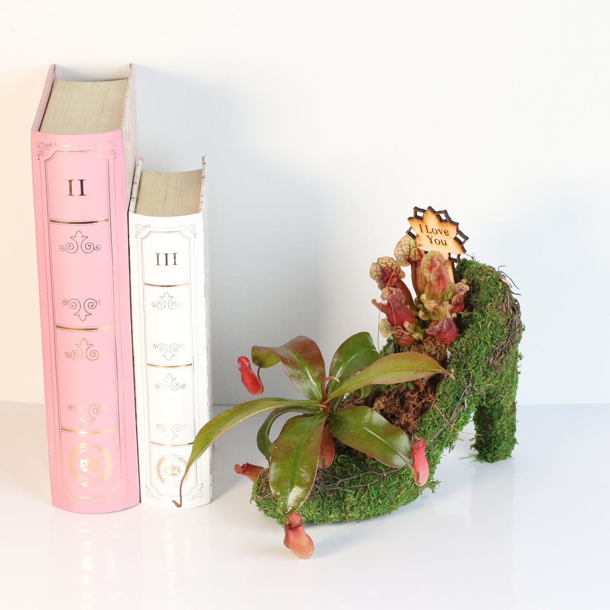 Carnivorous Chic in Heels Kit -DIY