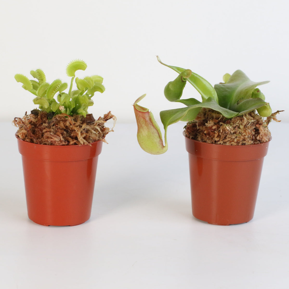 Carnivorous Plant Bundle