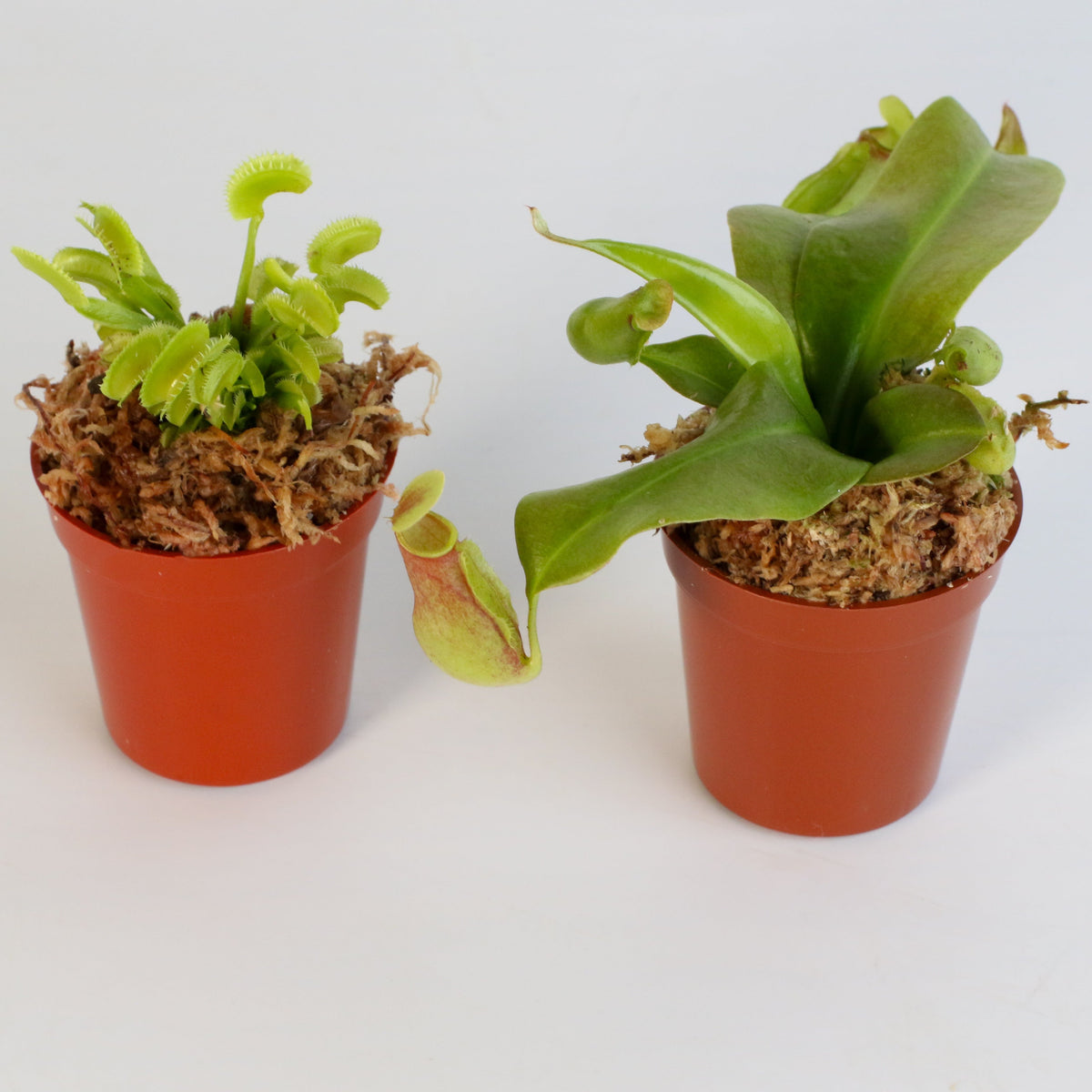 Carnivorous Plant Bundle