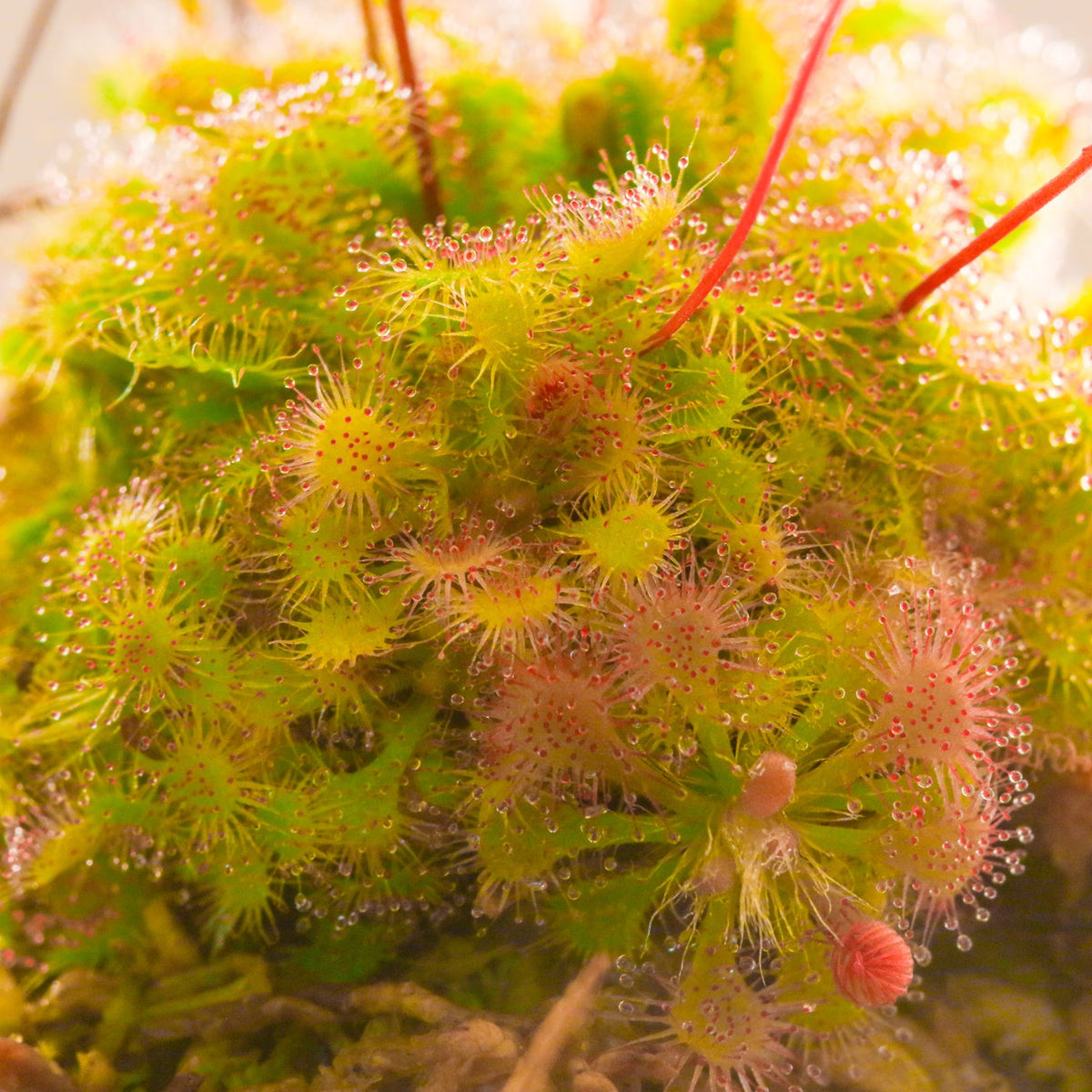 Pink Sundew Drosera capillaris Carnivorous Plant