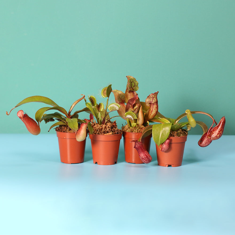 Carnivorous Plant Bundle