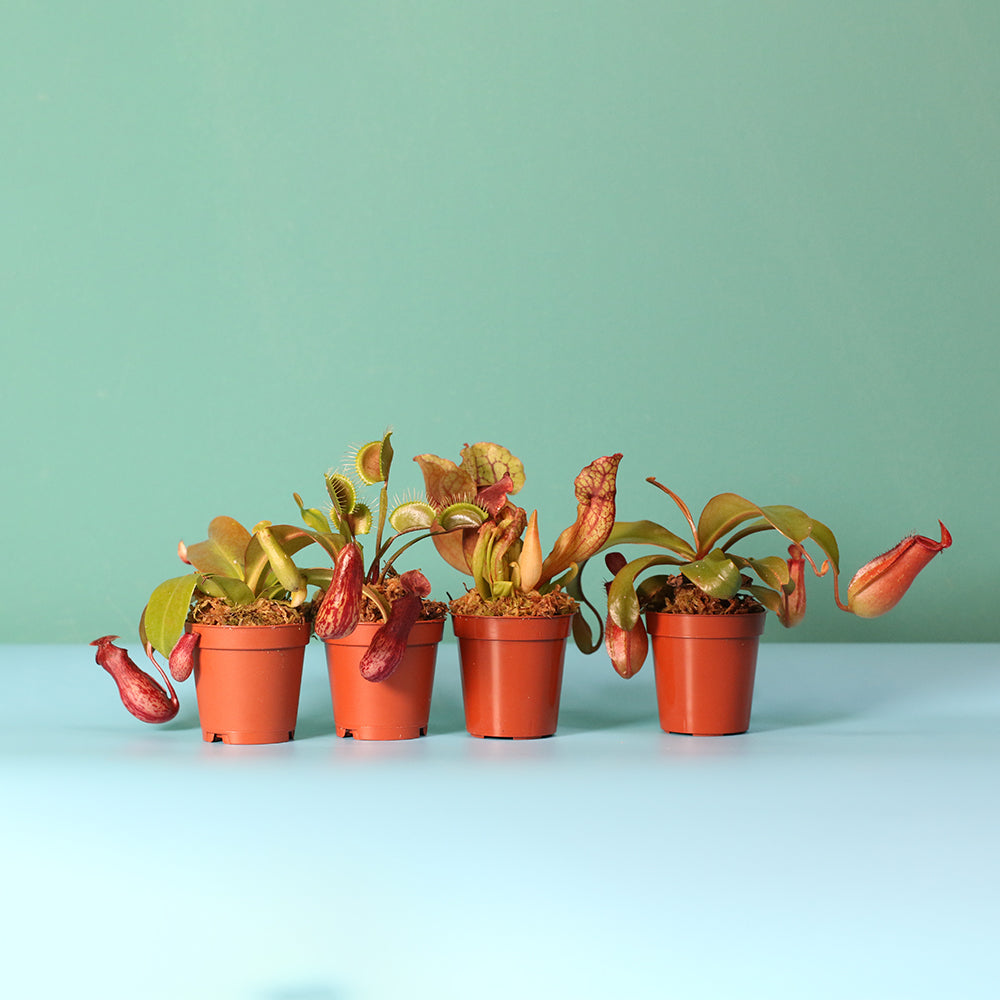 Carnivorous Plant Bundle