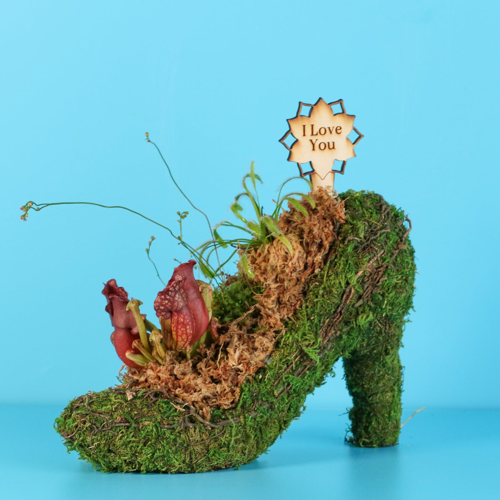 Carnivorous Plants in Moss Heel Planter