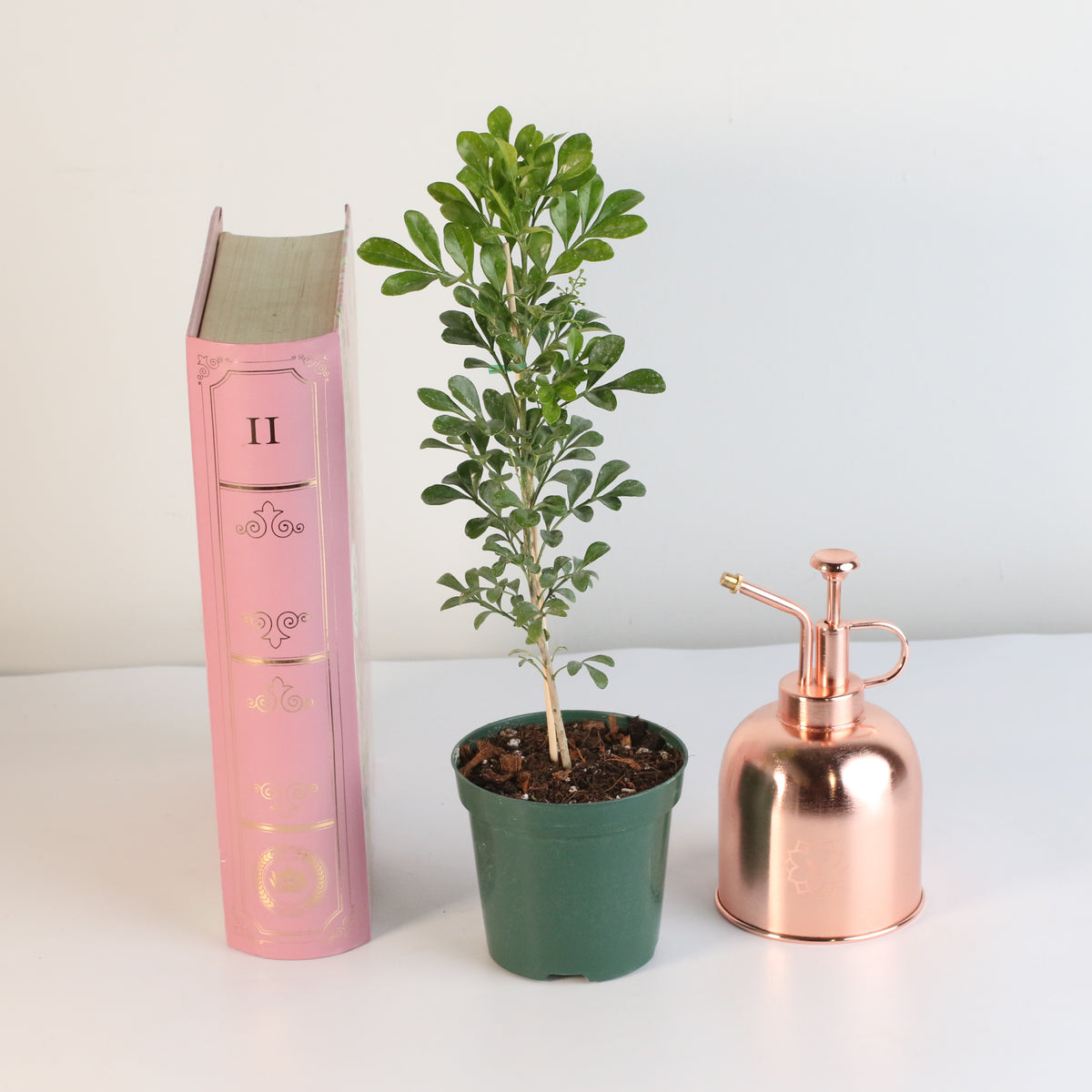 Chinese Perfume Plant