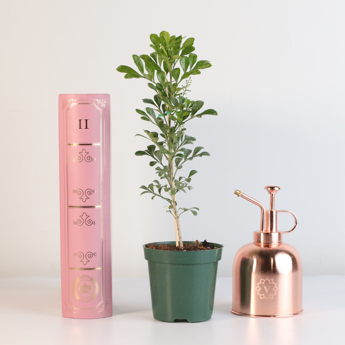 Chinese Perfume Plant