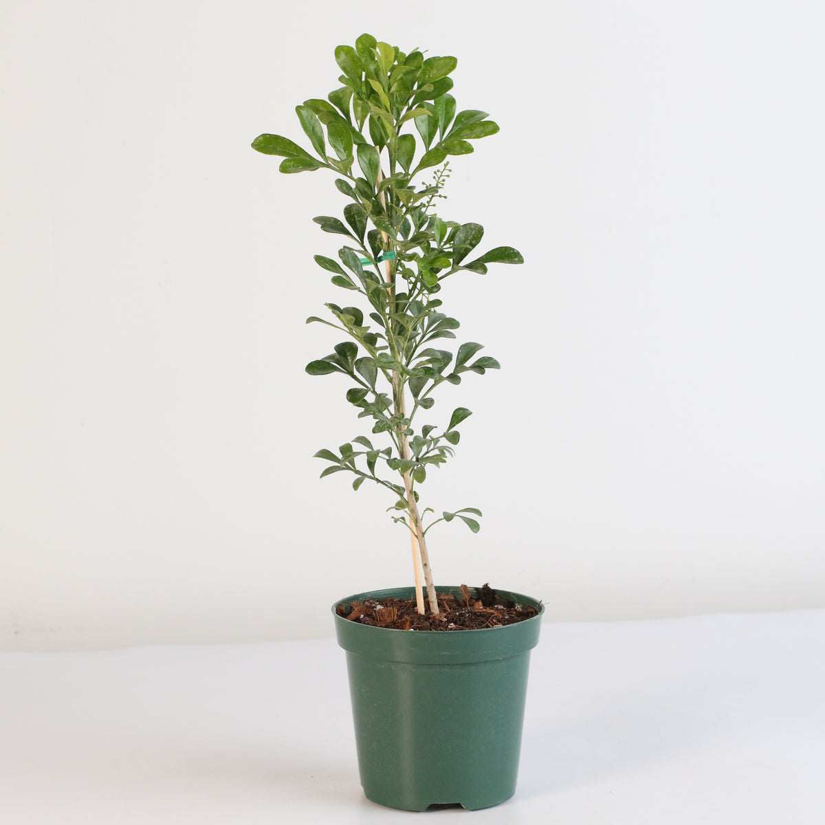 Chinese Perfume Plant