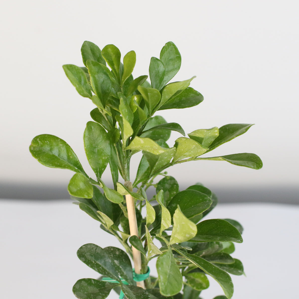 Chinese Perfume Plant