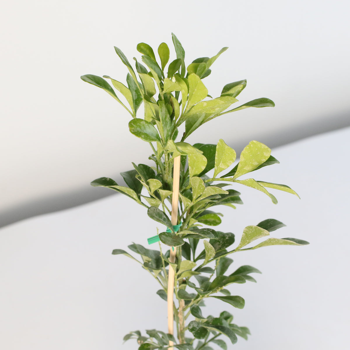 Chinese Perfume Plant