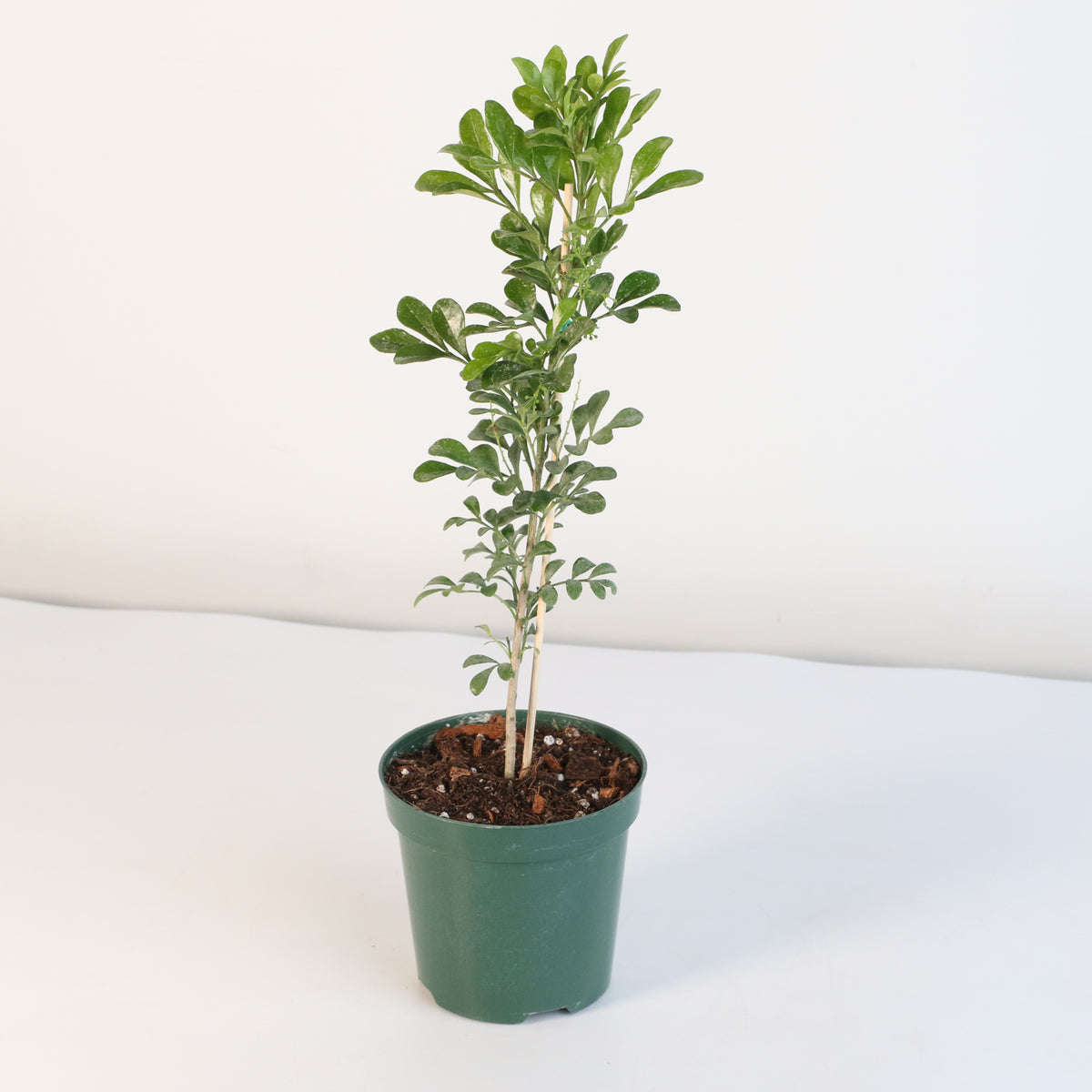 Chinese Perfume Plant