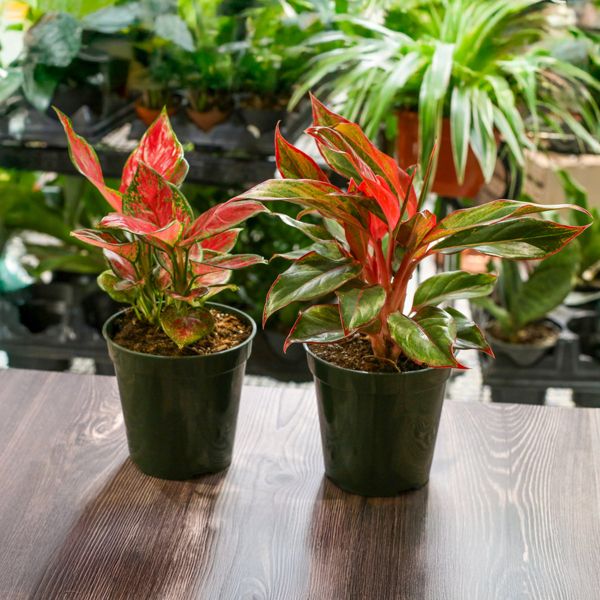 Aglaonema Plant Bundle