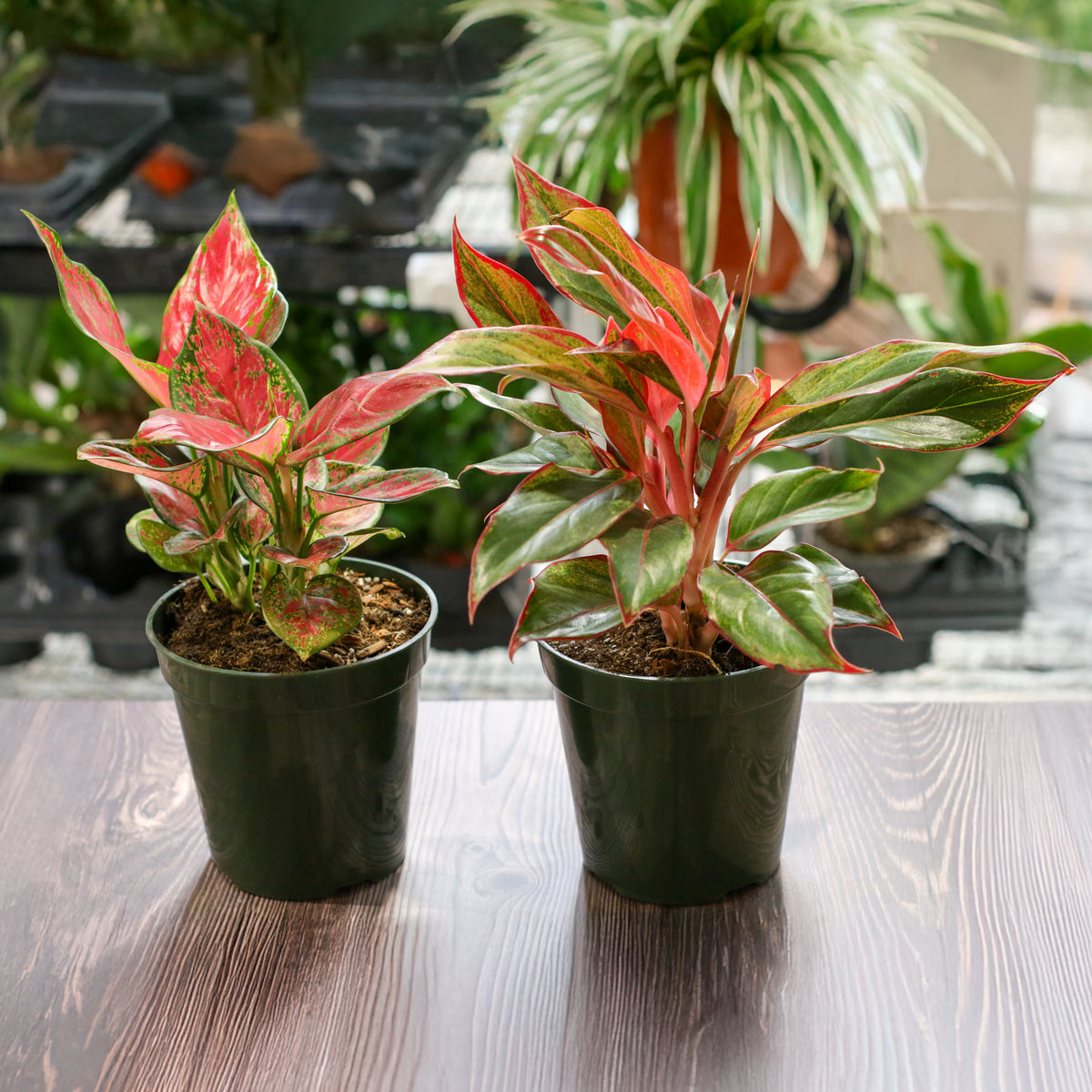 Aglaonema Plant Bundle