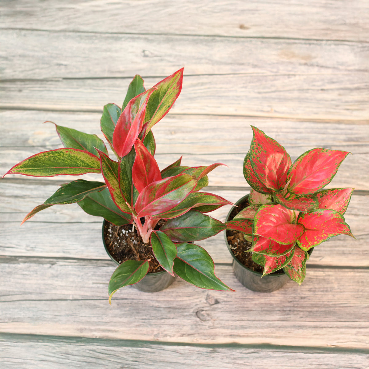 Aglaonema Plant Bundle