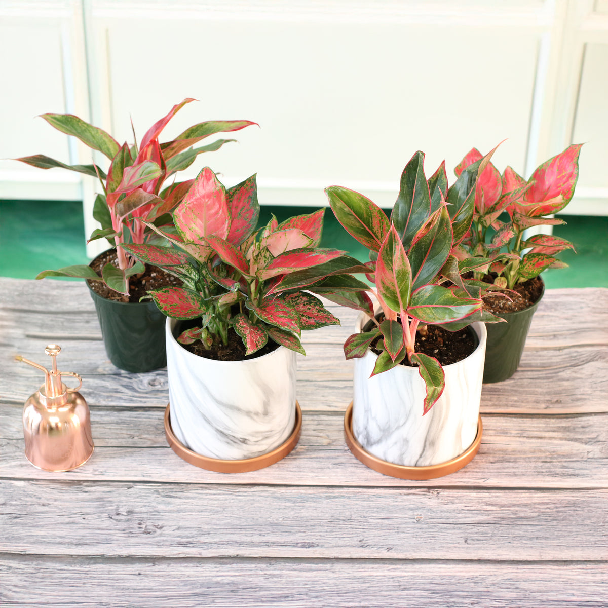 Aglaonema Plants