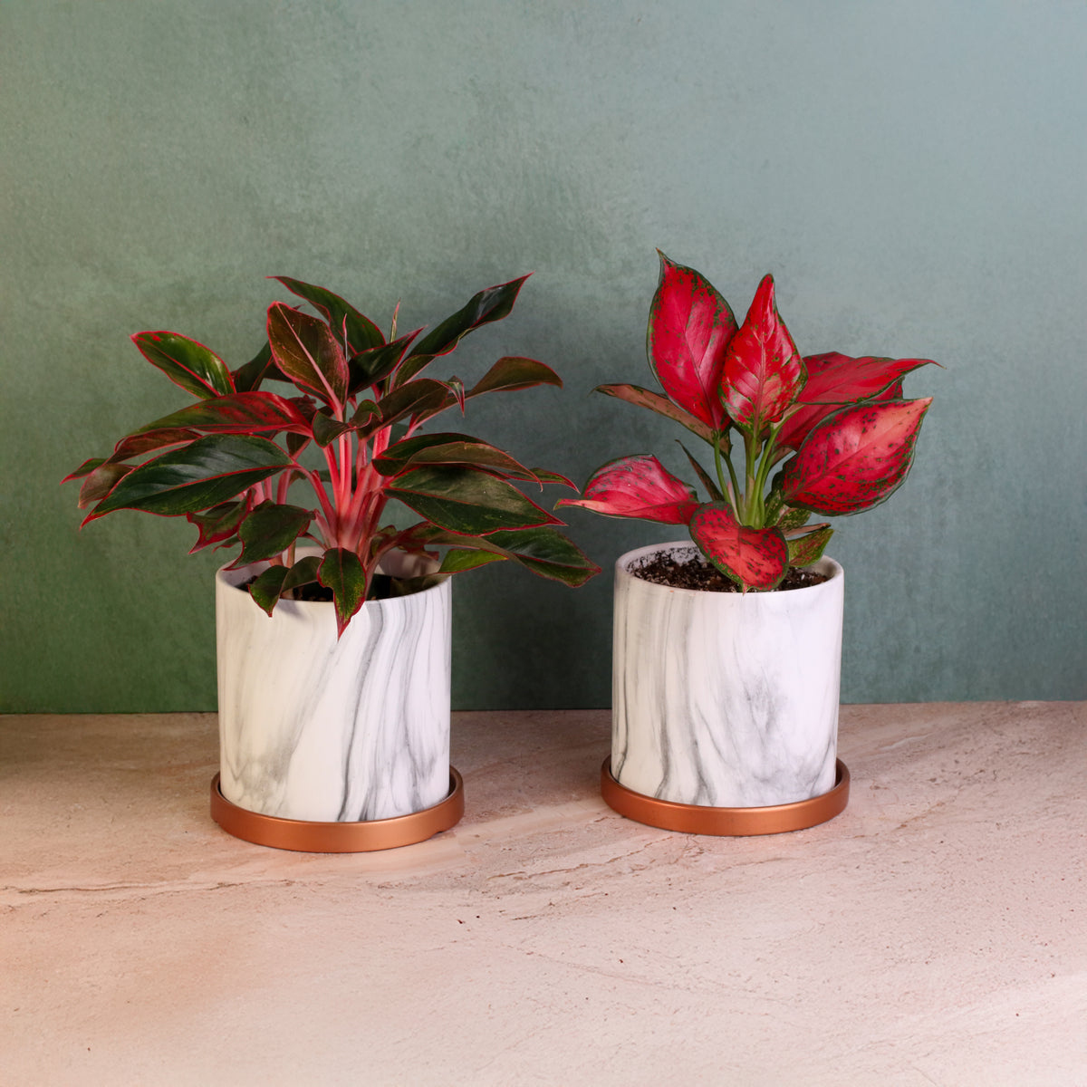 Chinese Evergreen Aglaonema Bundle