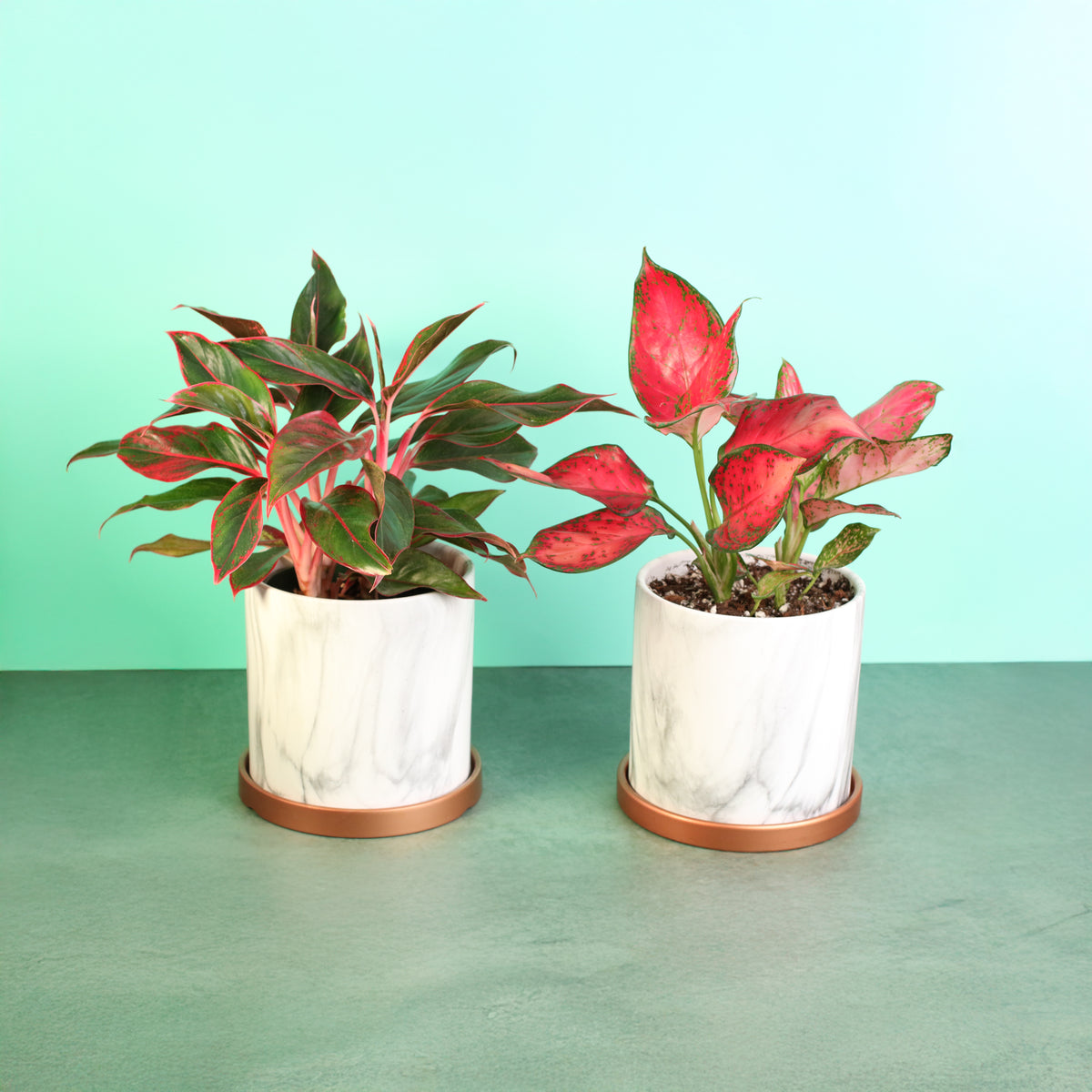 Chinese Evergreen Aglaonema Bundle