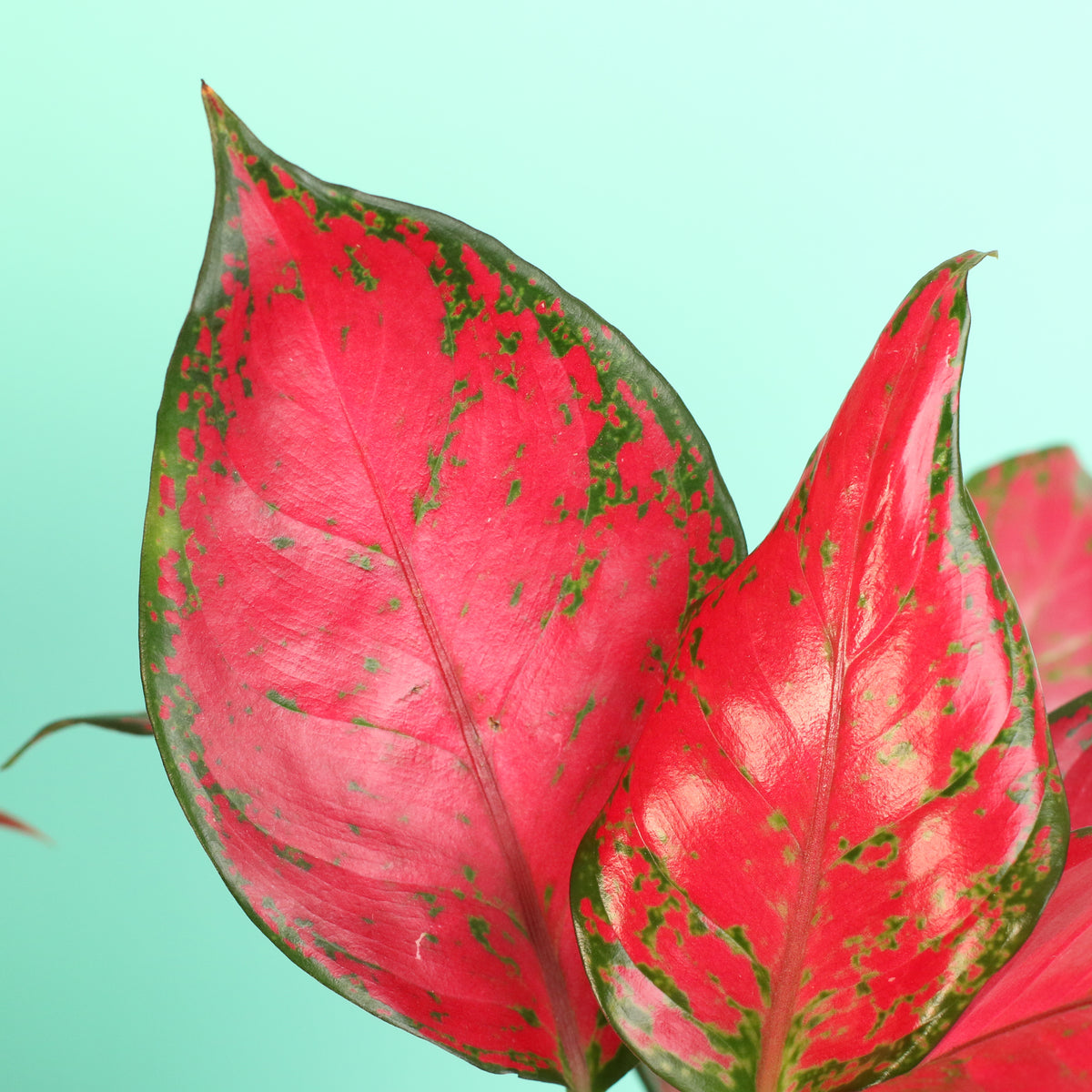 Aglaonema 'Wishes' Pink Plant