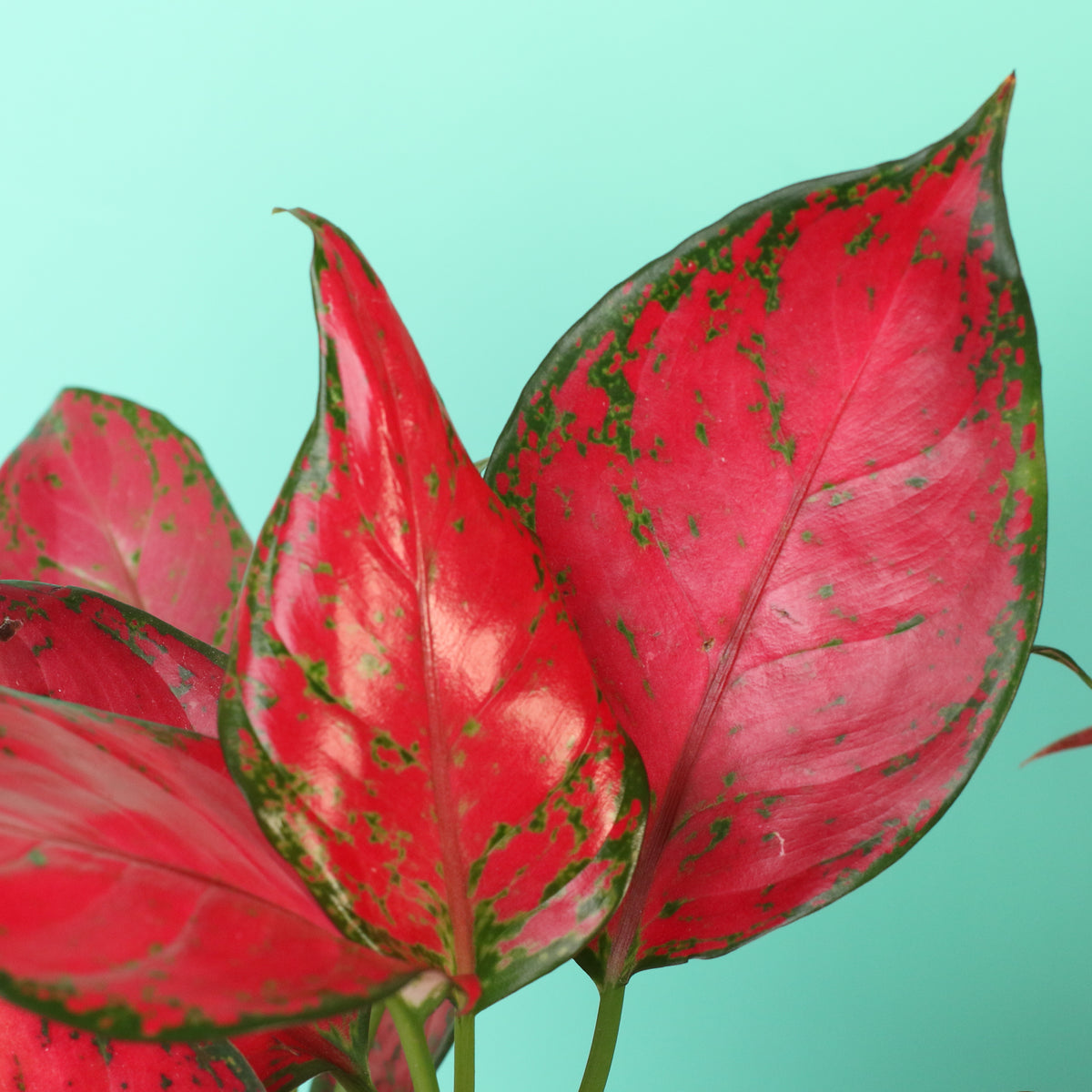 Aglaonema 'Wishes' Pink Plant