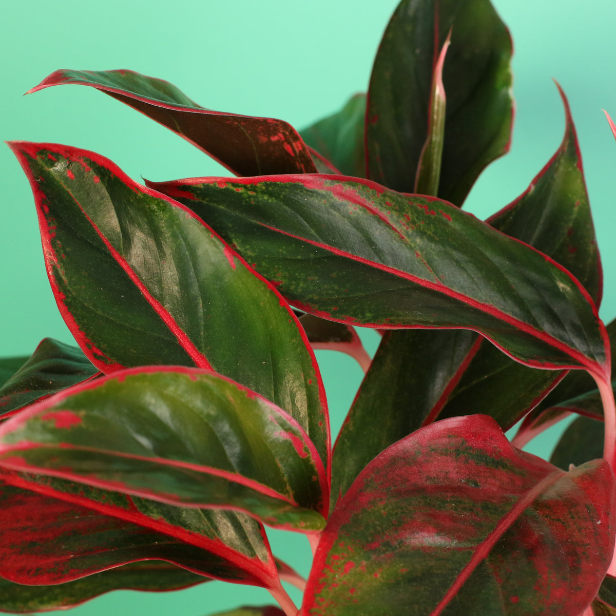 Aglaonema Siam