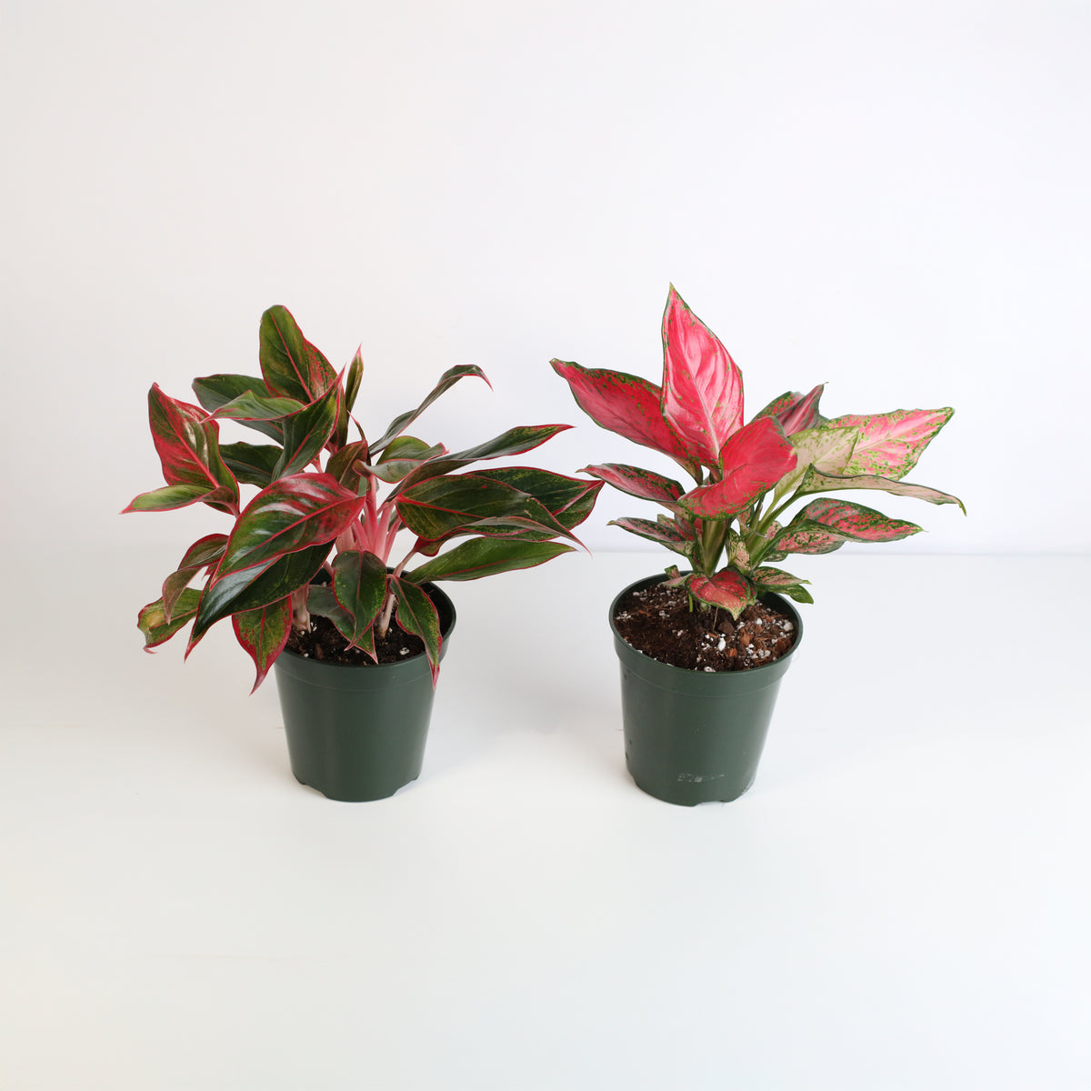 Chinese Evergreen Aglaonema Bundle