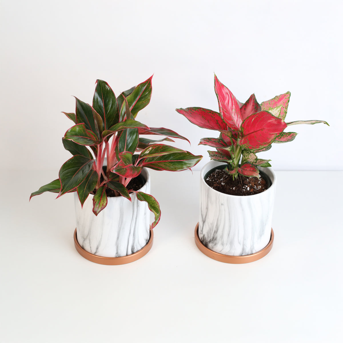 Chinese Evergreen Aglaonema Bundle