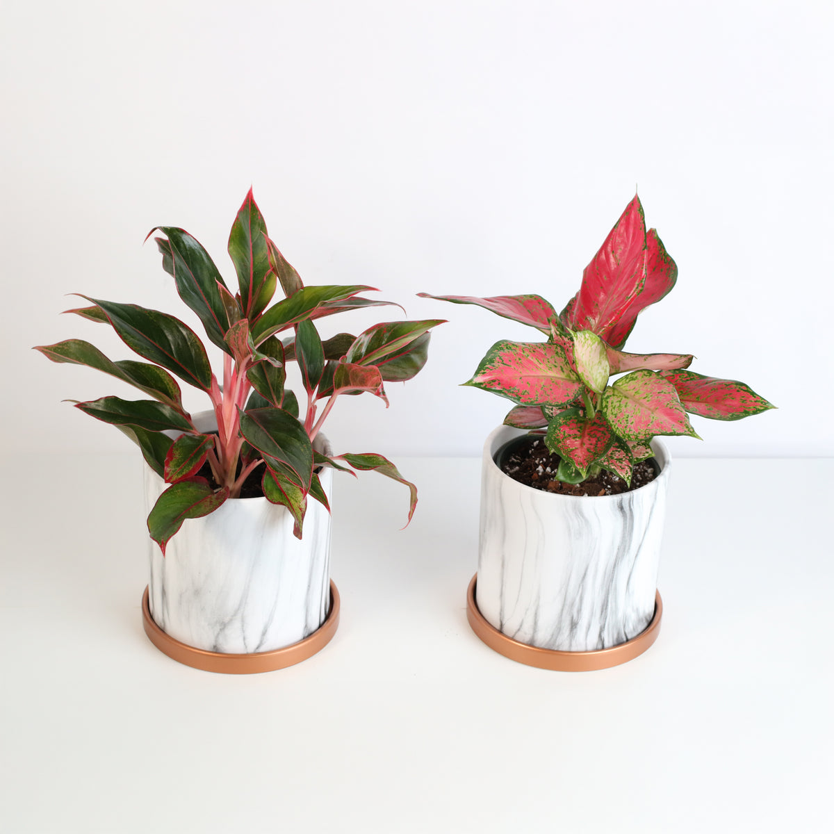 Chinese Evergreen Aglaonema Bundle
