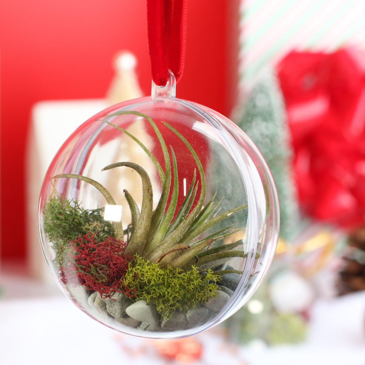 Air Plant Ornament