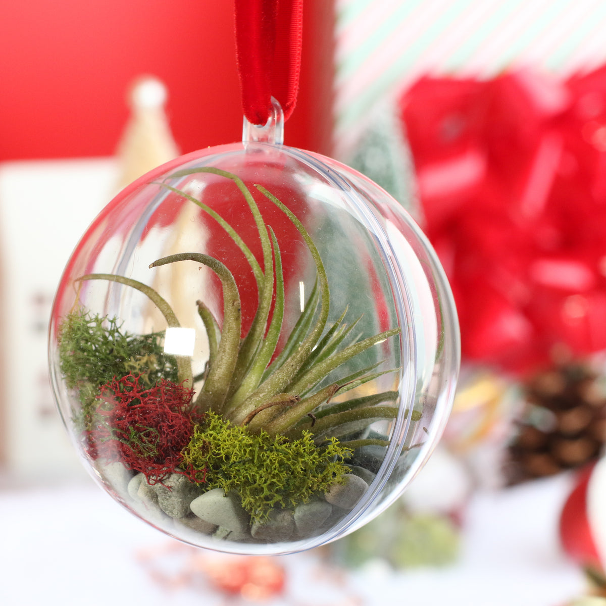 Air Plant Ornament