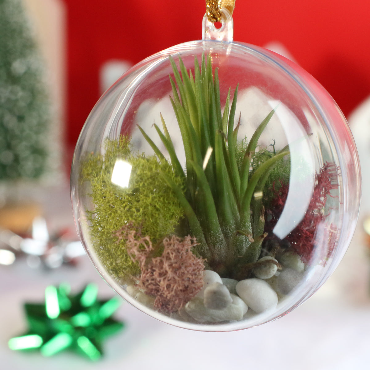 Air Plant Ornament