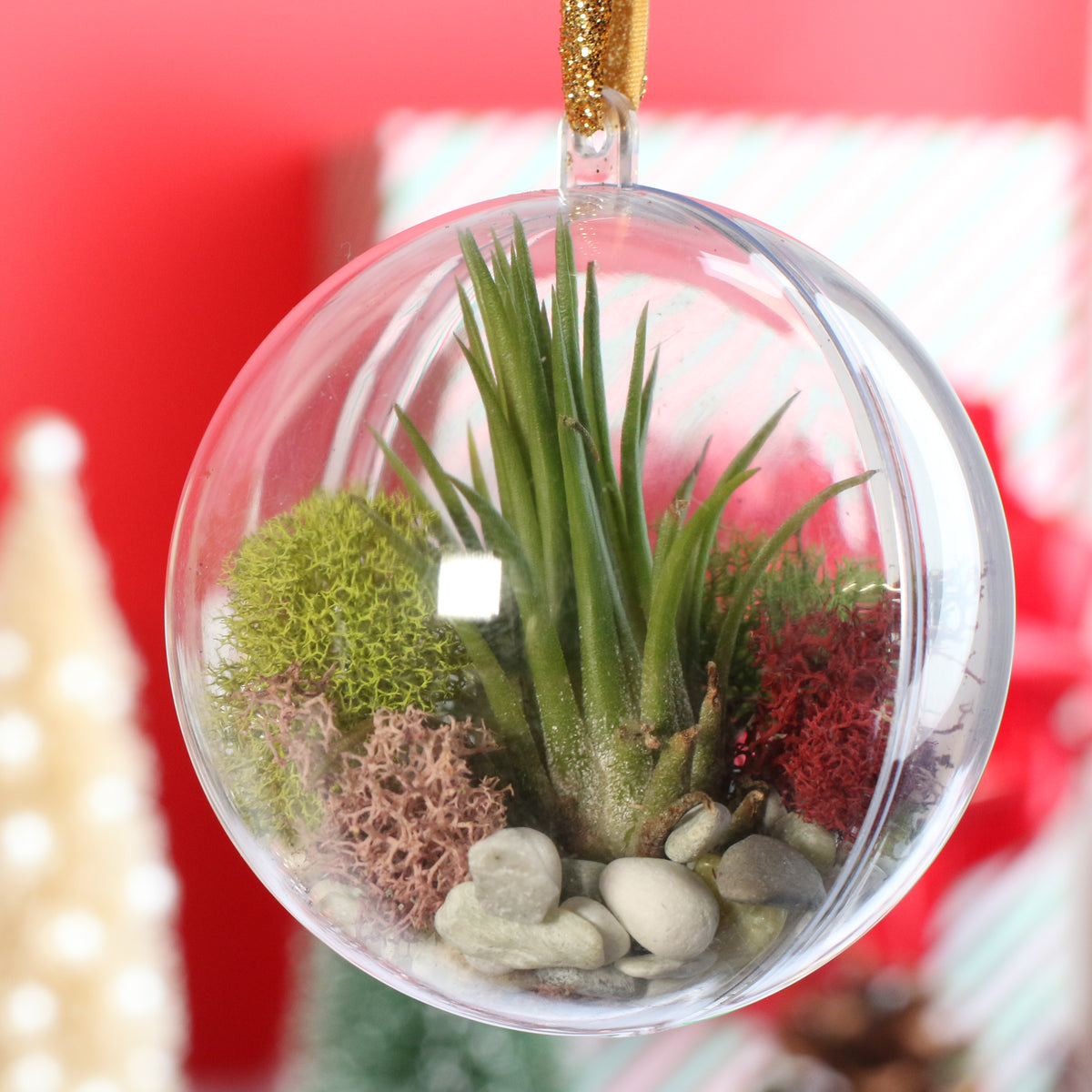 Air Plant Ornament
