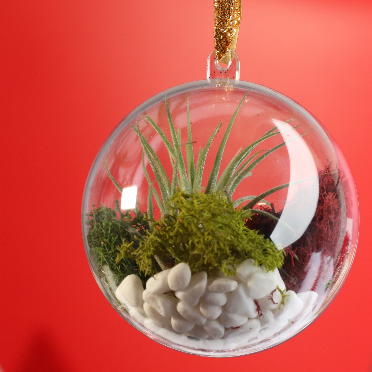 Air Plant Ornament