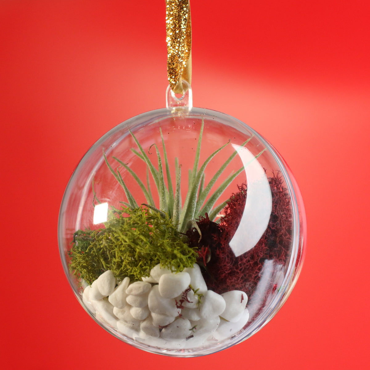 Air Plant Ornament