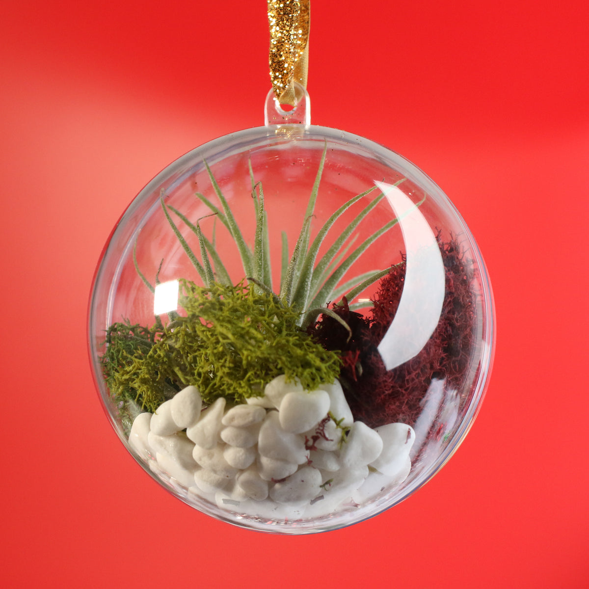 Air Plant Ornament