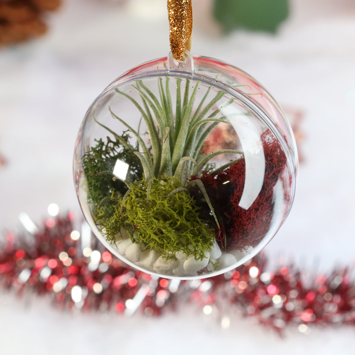 Air Plant Ornament