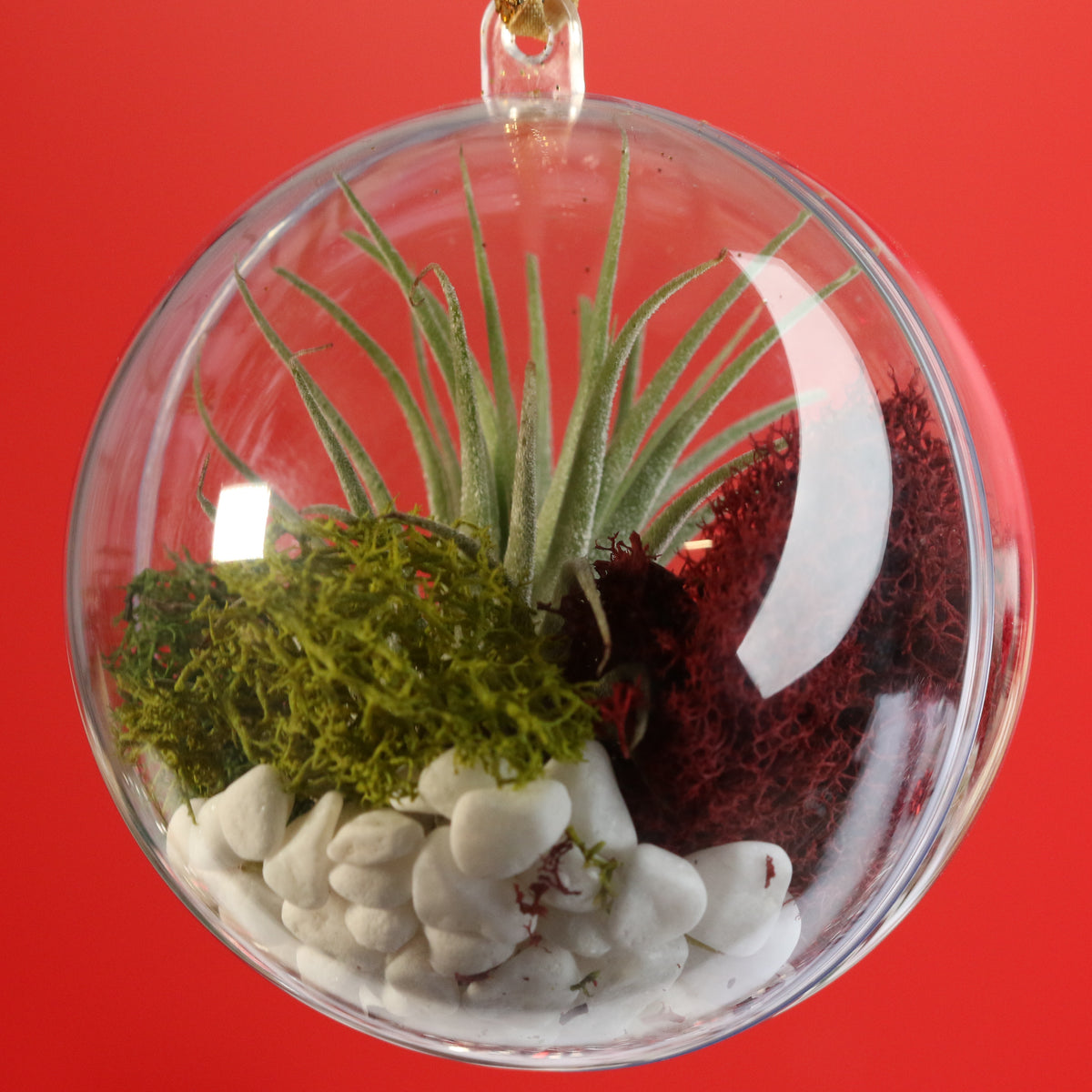Air Plant Ornament