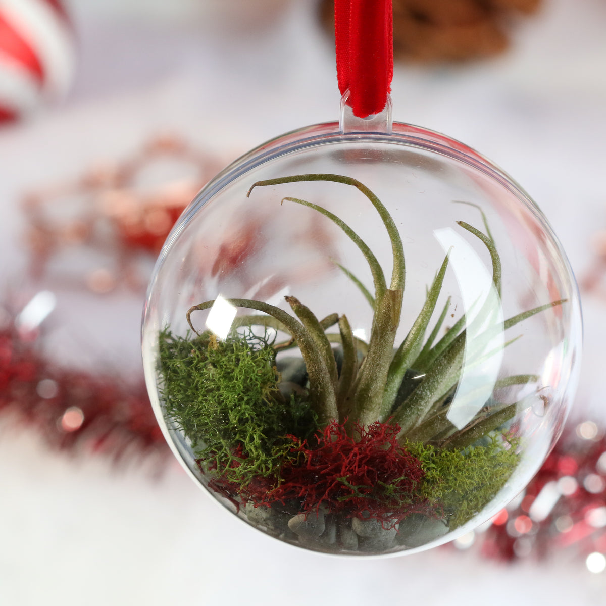 Air Plant Ornament