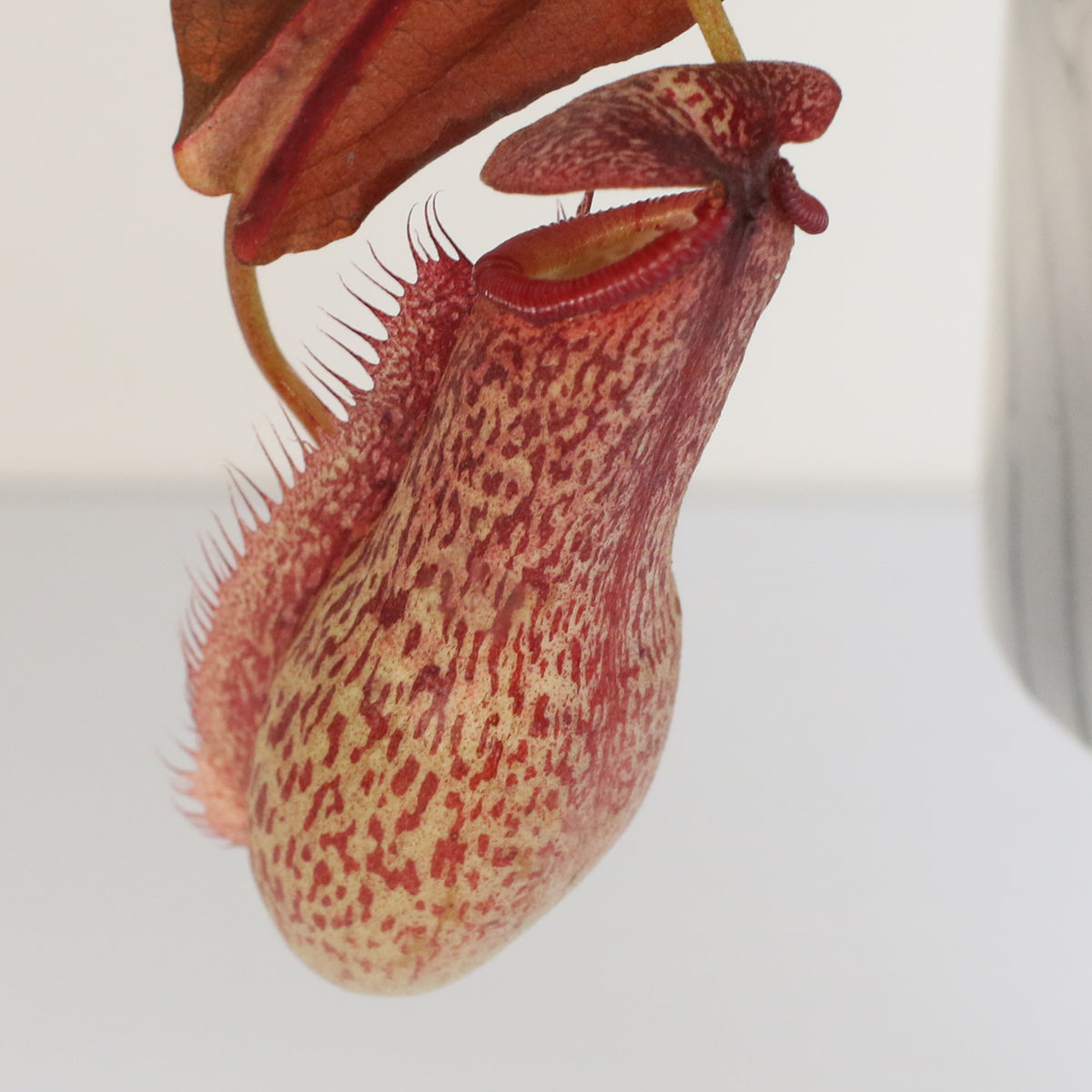 Tropical Pitcher Plant Nepenthes Miranda Carnivorous