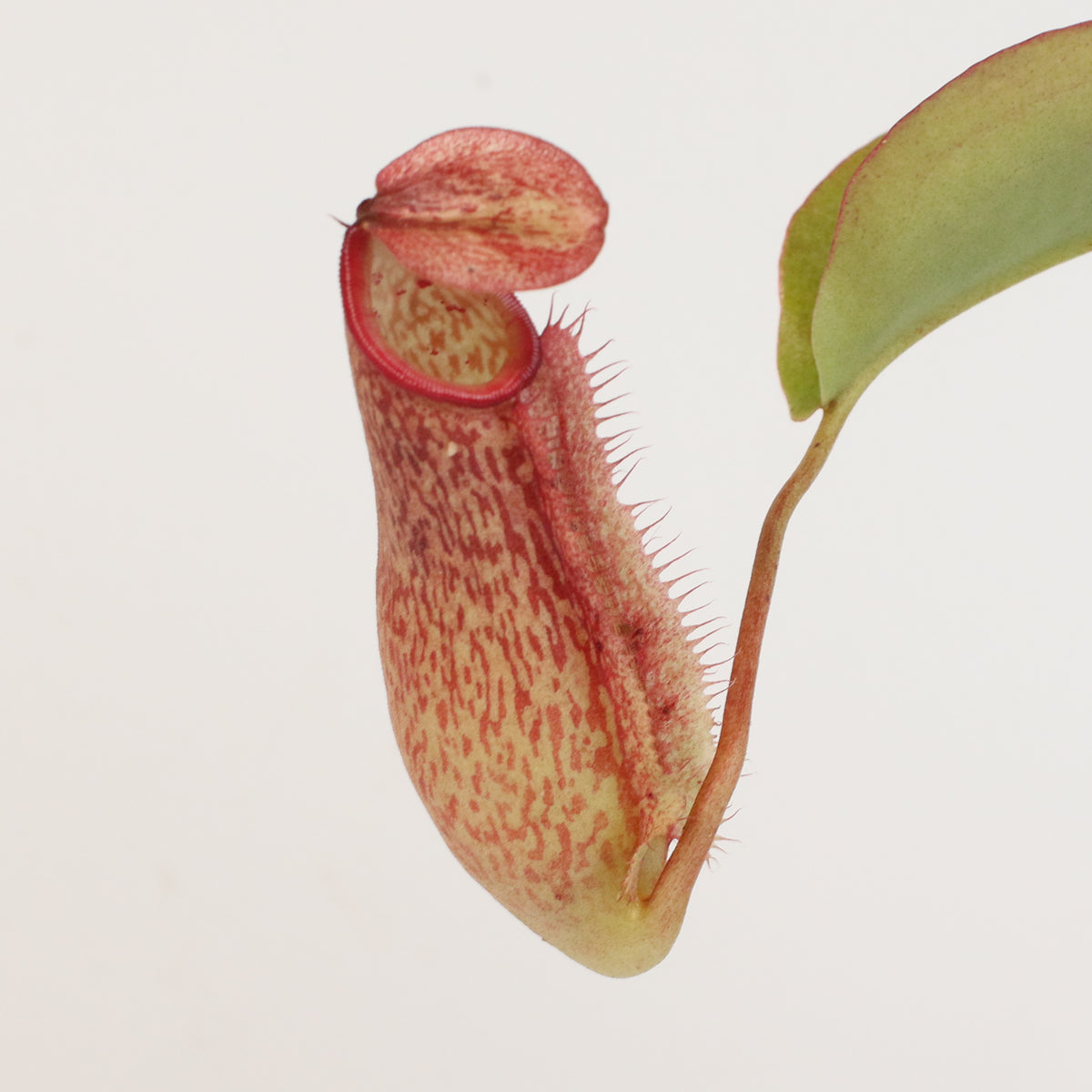 Tropical Pitcher Plant Nepenthes Miranda Carnivorous