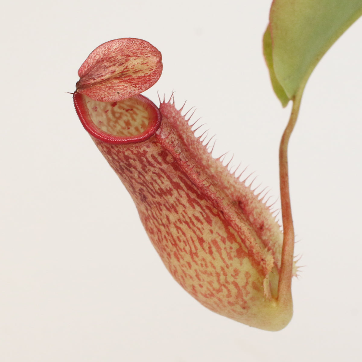 Tropical Pitcher Plant Nepenthes Miranda Carnivorous