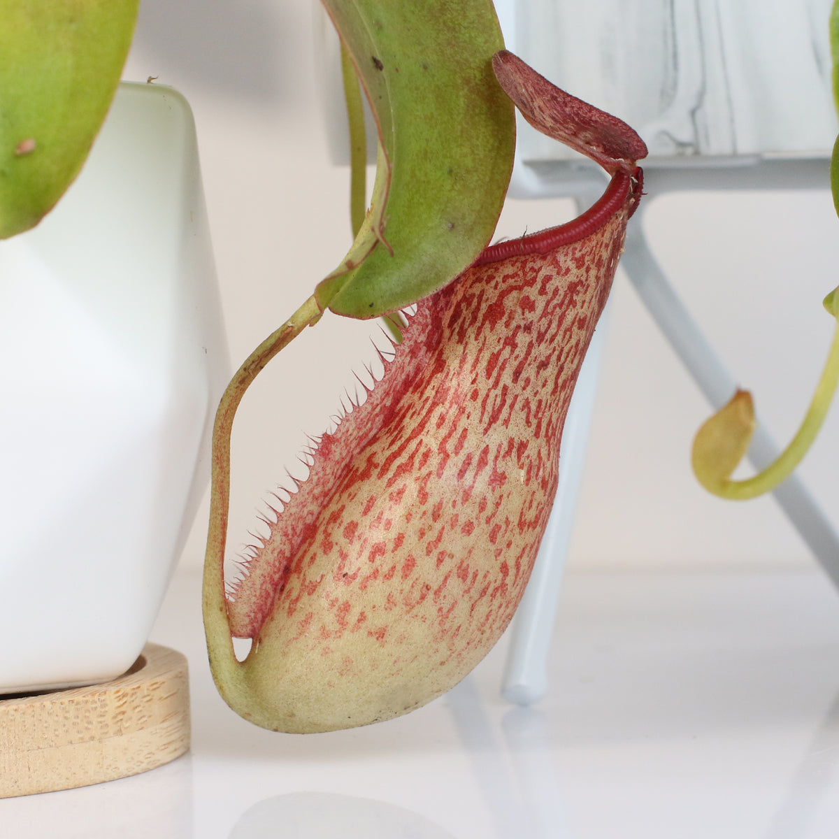 Tropical Pitcher Plant Nepenthes Miranda Carnivorous