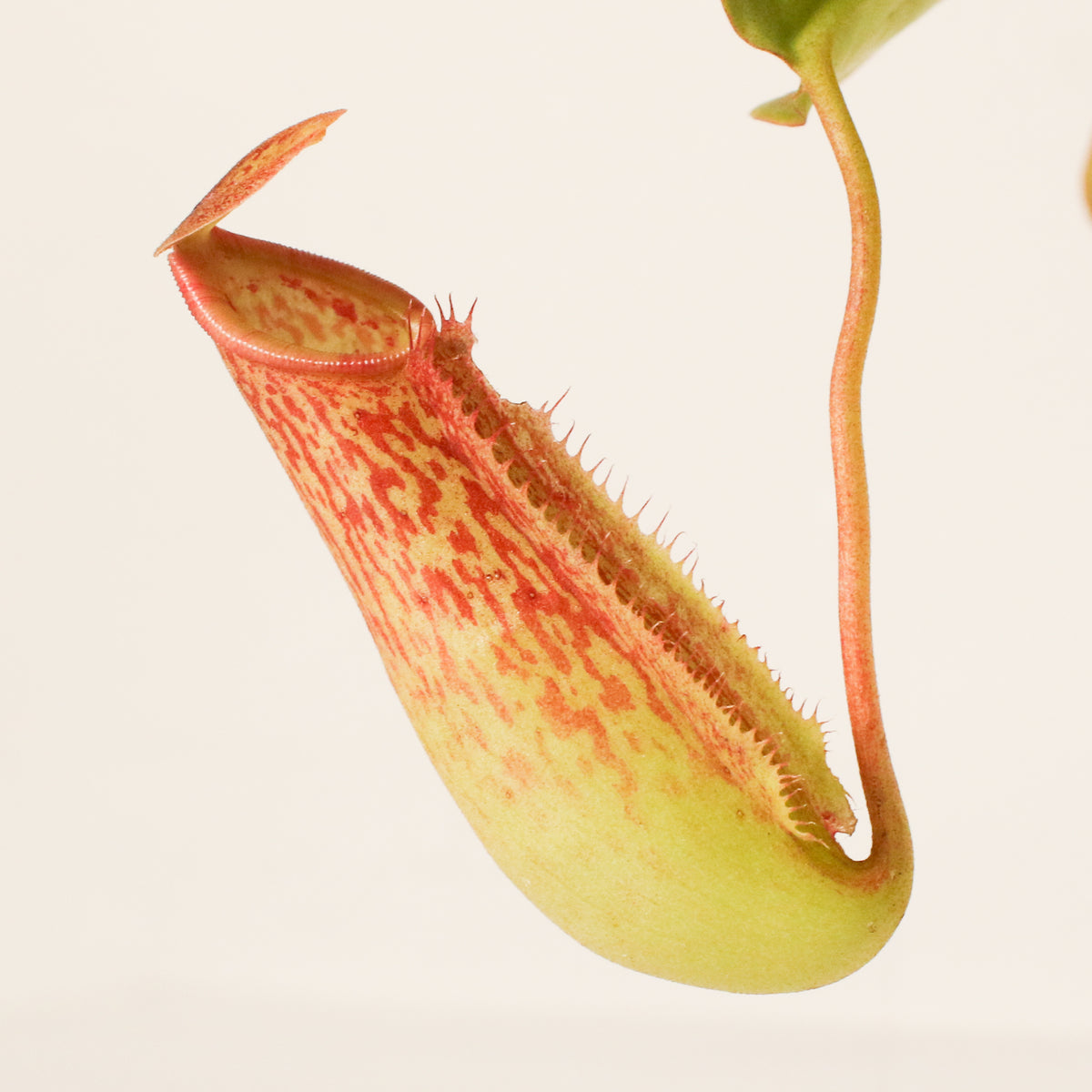 Tropical Pitcher Plant Nepenthes Miranda Carnivorous