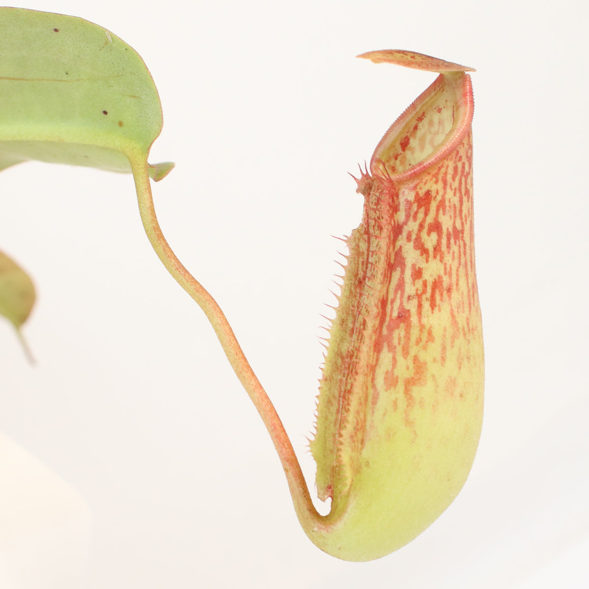 Tropical Pitcher Plant Nepenthes Miranda Carnivorous